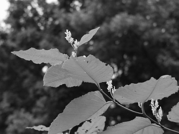 f:id:elmikamino:20110718121742j:image
