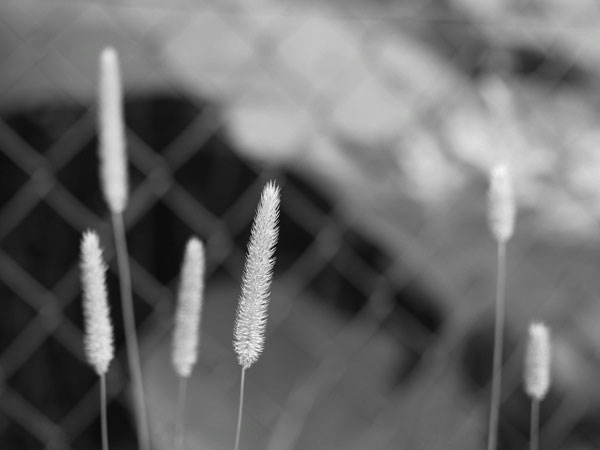 f:id:elmikamino:20110718121828j:image