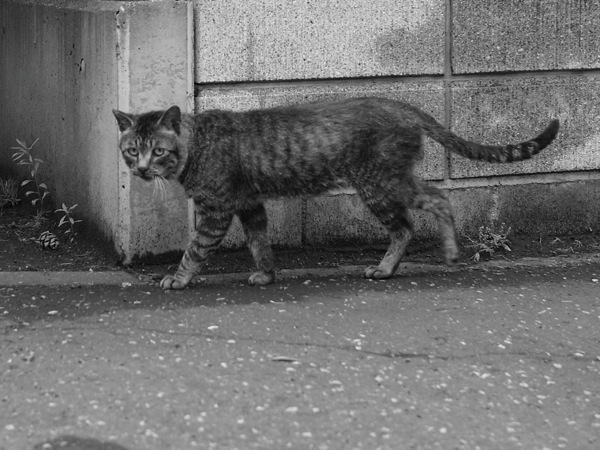 f:id:elmikamino:20110718121904j:image