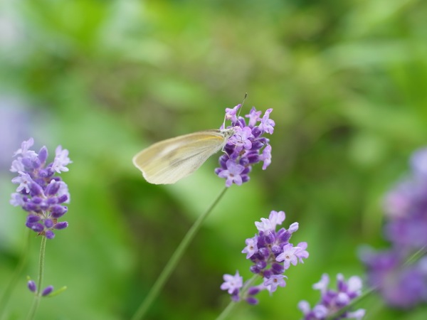 f:id:elmikamino:20110718122340j:image