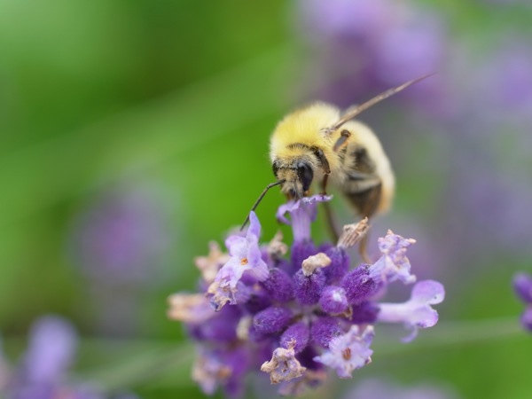f:id:elmikamino:20110718122500j:image