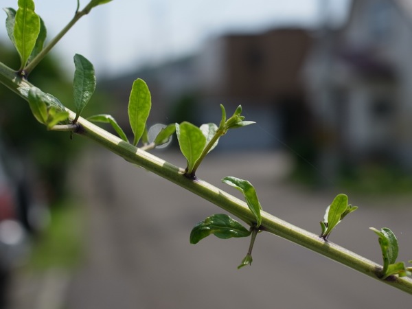 f:id:elmikamino:20110719095129j:image