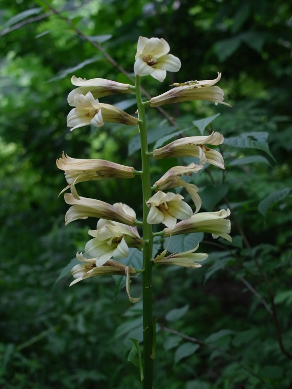 f:id:elmikamino:20110719101700j:image