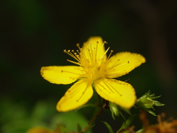 f:id:elmikamino:20110719102100j:image