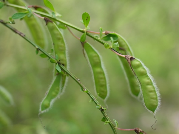 f:id:elmikamino:20110719103528j:image