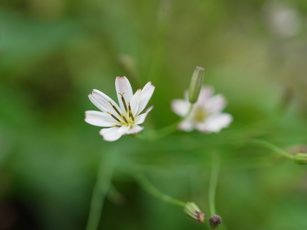 f:id:elmikamino:20110719104612j:image