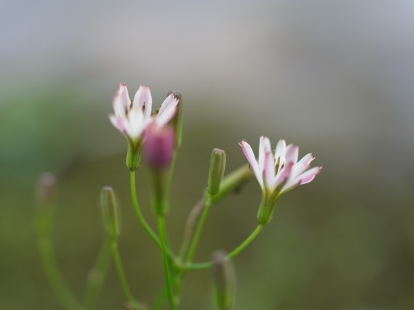 f:id:elmikamino:20110719104629j:image