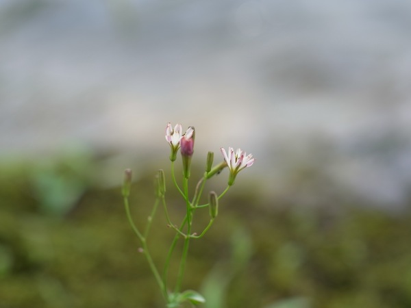 f:id:elmikamino:20110719104638j:image