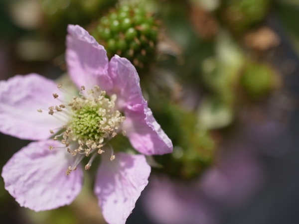 f:id:elmikamino:20110719112318j:image