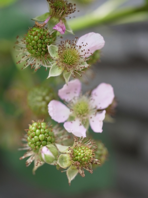 f:id:elmikamino:20110719112330j:image