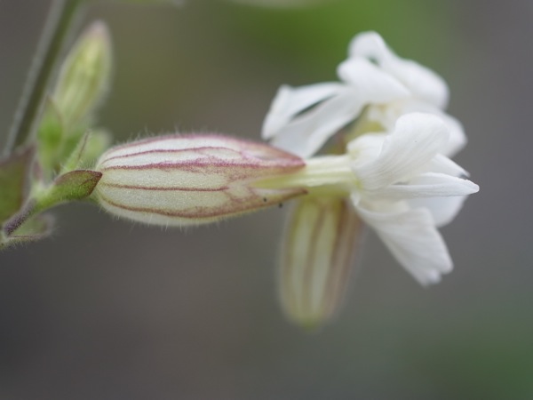 f:id:elmikamino:20110719112842j:image