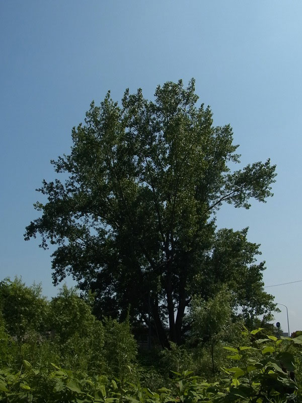 エウロアメリカポプラ Hybrid Black Poplar 記憶の彼方へ