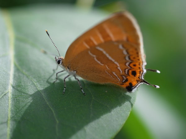 f:id:elmikamino:20110722091957j:image f:id:elmikamino:20110722091957j:image