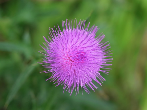 f:id:elmikamino:20110722092203j:image f:id:elmikamino:20110722092203j:image