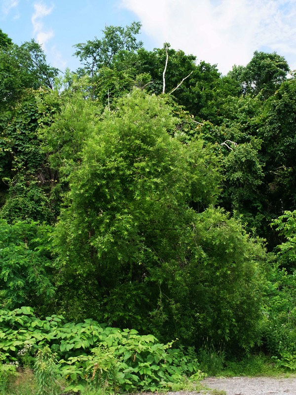 f:id:elmikamino:20110722092645j:image f:id:elmikamino:20110722092645j:image