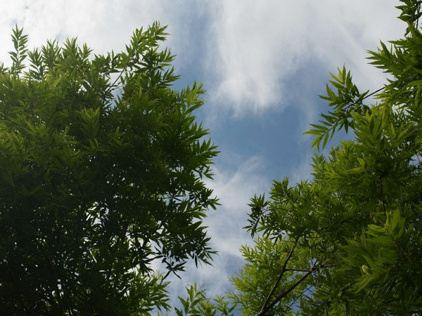 f:id:elmikamino:20110722092721j:image f:id:elmikamino:20110722092721j:image