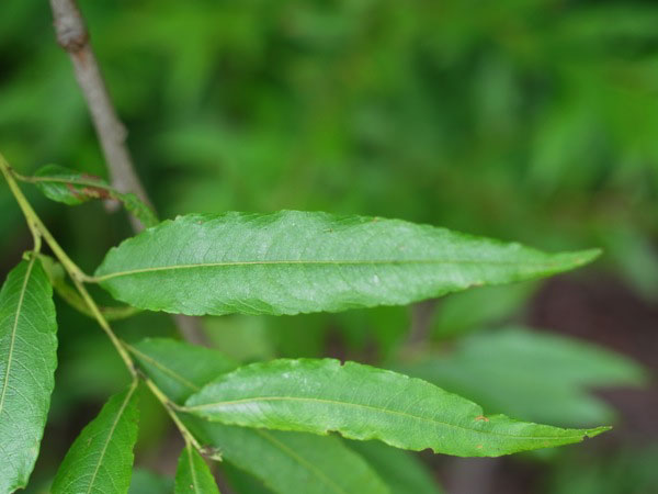 f:id:elmikamino:20110722092801j:image f:id:elmikamino:20110722092801j:image