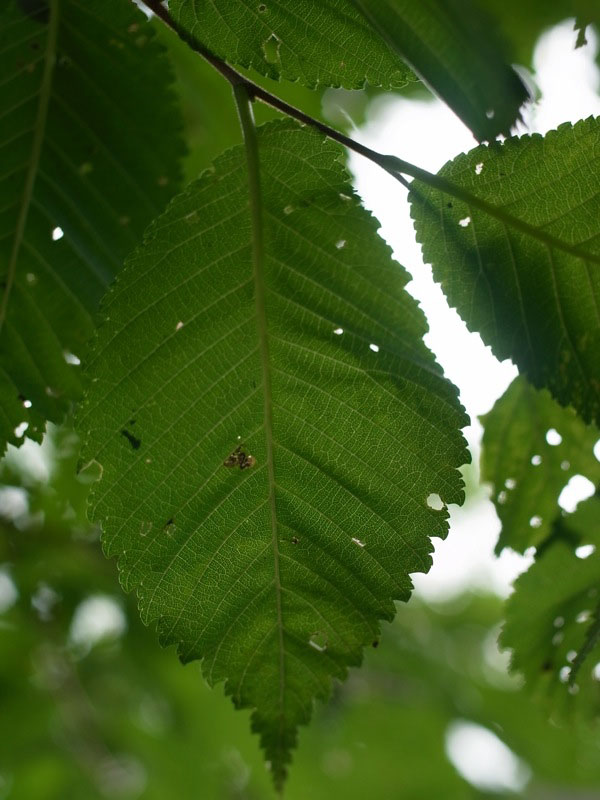 f:id:elmikamino:20110722093516j:image f:id:elmikamino:20110722093516j:image