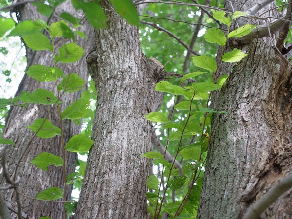 f:id:elmikamino:20110722093538j:image f:id:elmikamino:20110722093538j:image