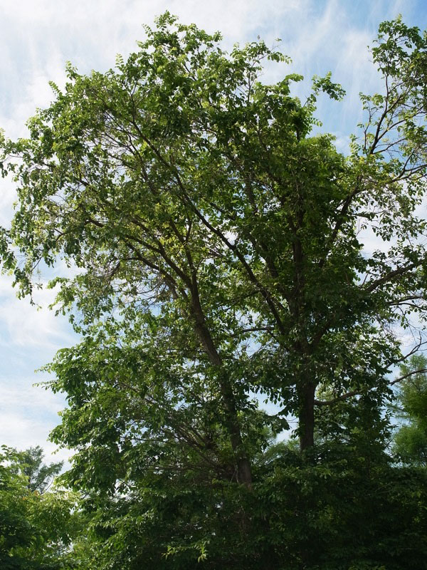 f:id:elmikamino:20110722093640j:image f:id:elmikamino:20110722093640j:image