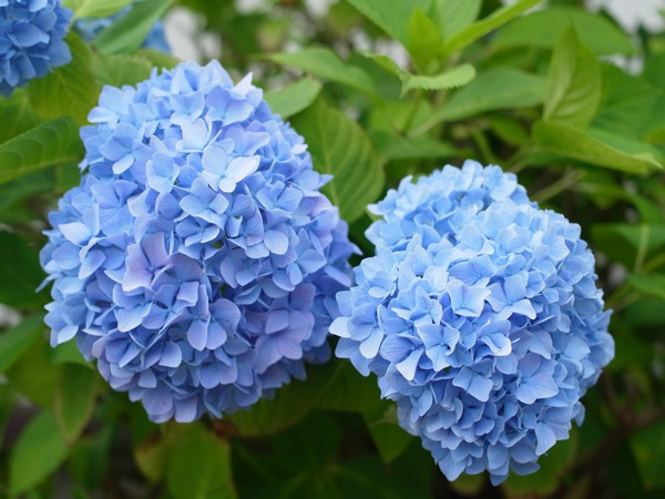 f:id:elmikamino:20110722093900j:image f:id:elmikamino:20110722093900j:image