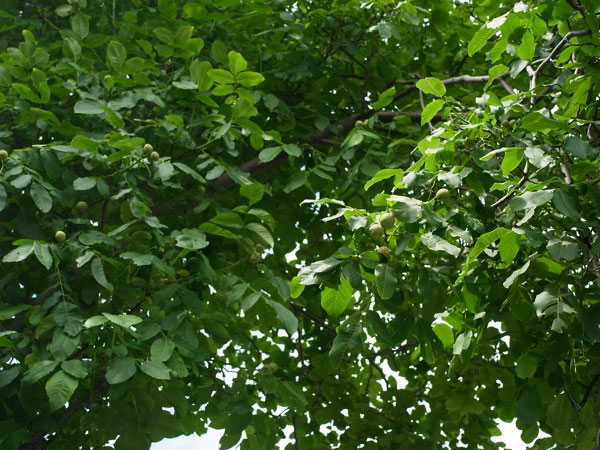 f:id:elmikamino:20110722094244j:image f:id:elmikamino:20110722094244j:image