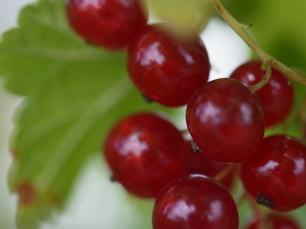 f:id:elmikamino:20110722095206j:image f:id:elmikamino:20110722095206j:image