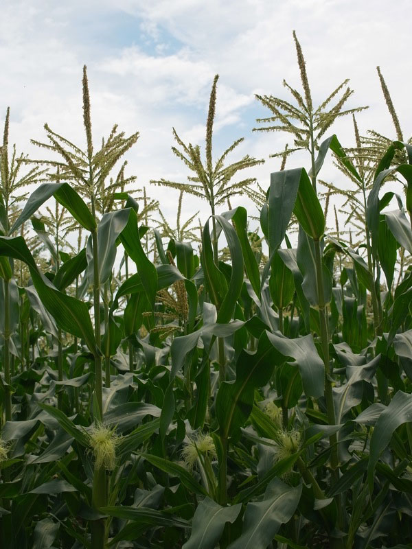 f:id:elmikamino:20110722095436j:image f:id:elmikamino:20110722095436j:image