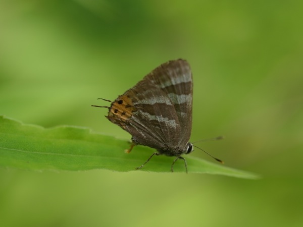 f:id:elmikamino:20110724120303j:image