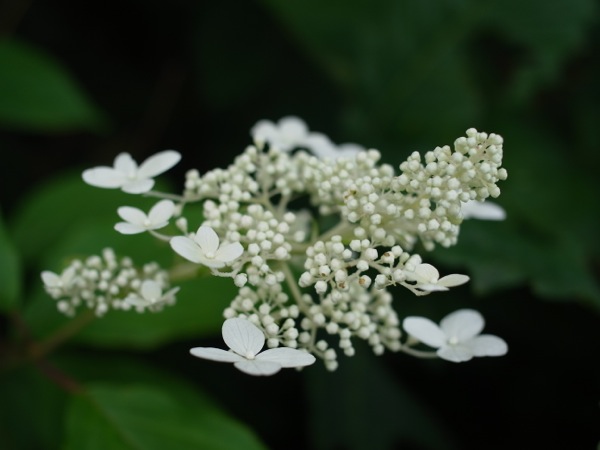 f:id:elmikamino:20110724120354j:image