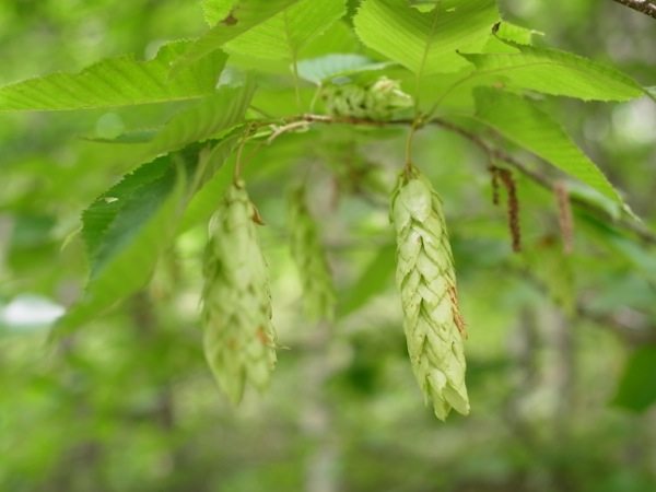 f:id:elmikamino:20110724121425j:image