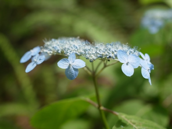 f:id:elmikamino:20110724122212j:image