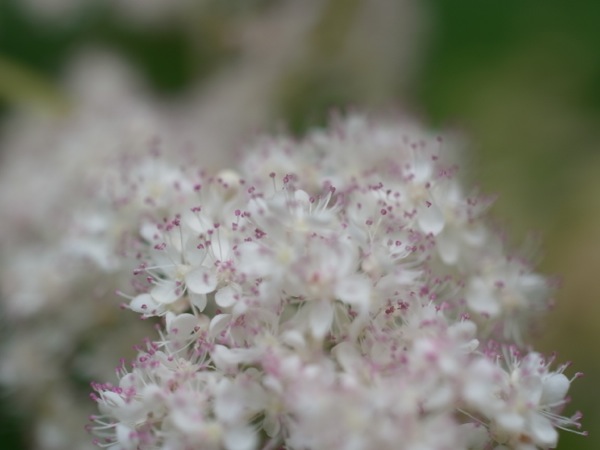 f:id:elmikamino:20110724122339j:image