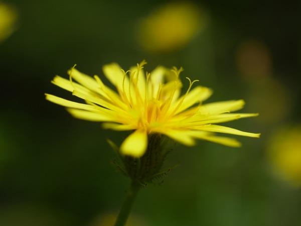 f:id:elmikamino:20110724122544j:image