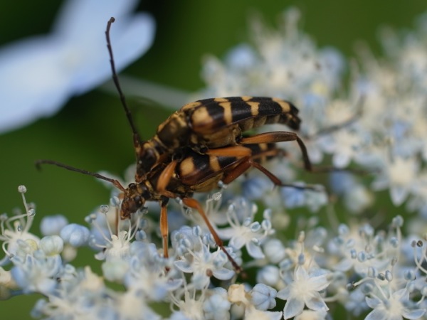 f:id:elmikamino:20110724122658j:image
