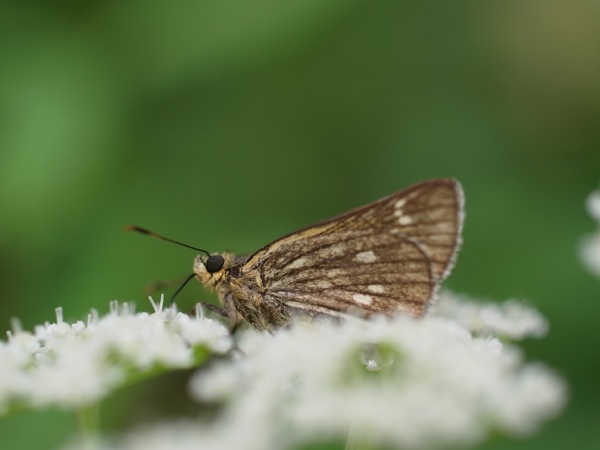 f:id:elmikamino:20110724122812j:image
