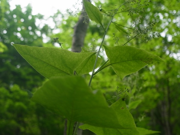 f:id:elmikamino:20110724123001j:image