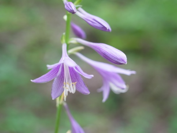 f:id:elmikamino:20110724132104j:image