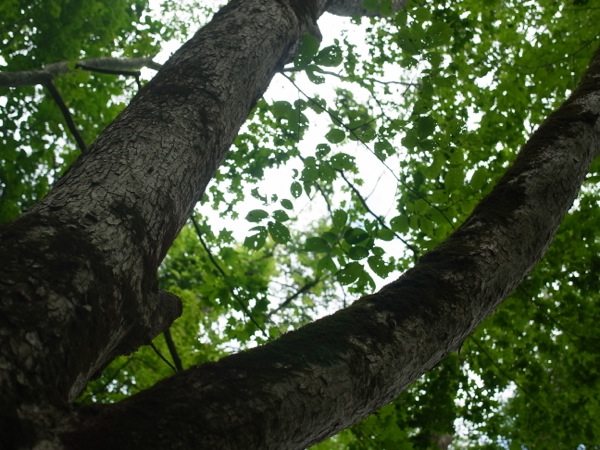f:id:elmikamino:20110724132140j:image