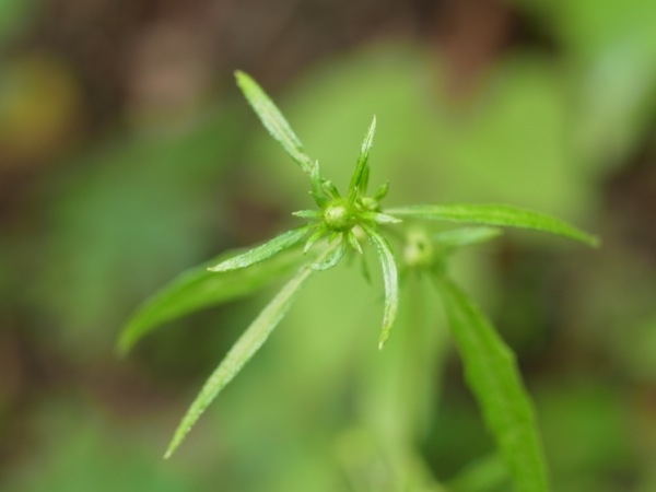 f:id:elmikamino:20110724132229j:image