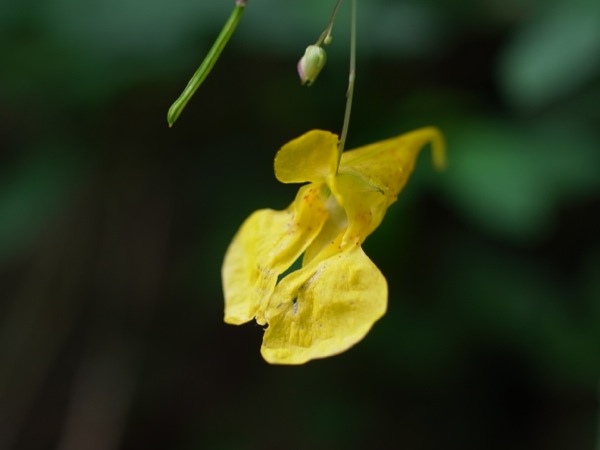 f:id:elmikamino:20110724132337j:image