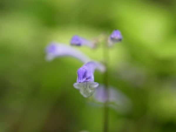f:id:elmikamino:20110724132617j:image