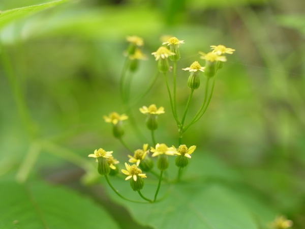f:id:elmikamino:20110724132737j:image