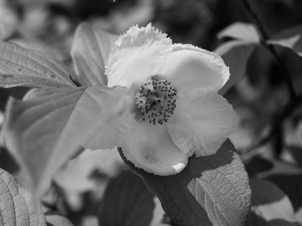 f:id:elmikamino:20110725093120j:image