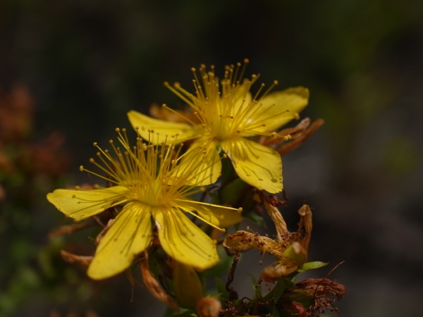 f:id:elmikamino:20110725102423j:image