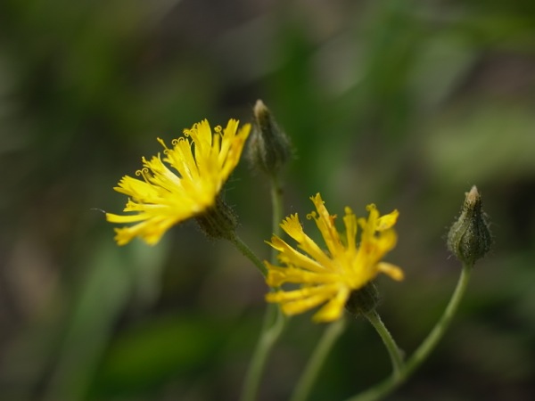 f:id:elmikamino:20110725103124j:image