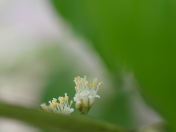 f:id:elmikamino:20110728101357j:image