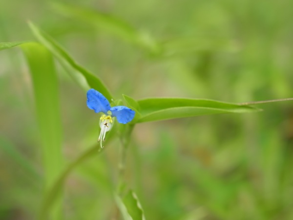 f:id:elmikamino:20110728101822j:image