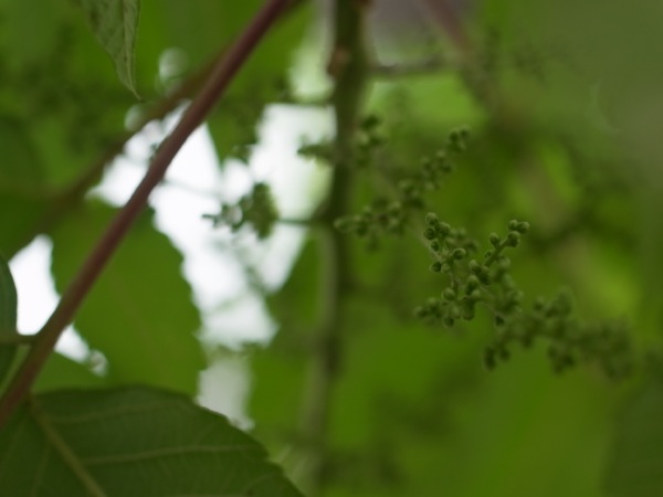 f:id:elmikamino:20110728102459j:image