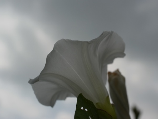 f:id:elmikamino:20110728102716j:image